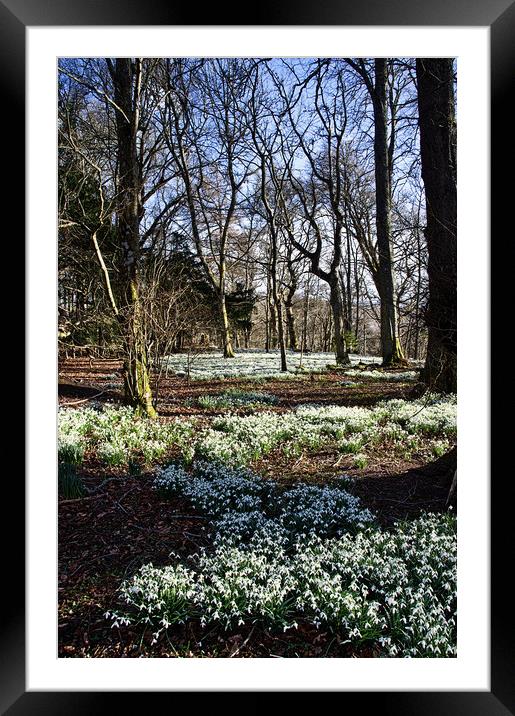 Snowdrop Carpet Under the Trees Framed Mounted Print by Jacqi Elmslie