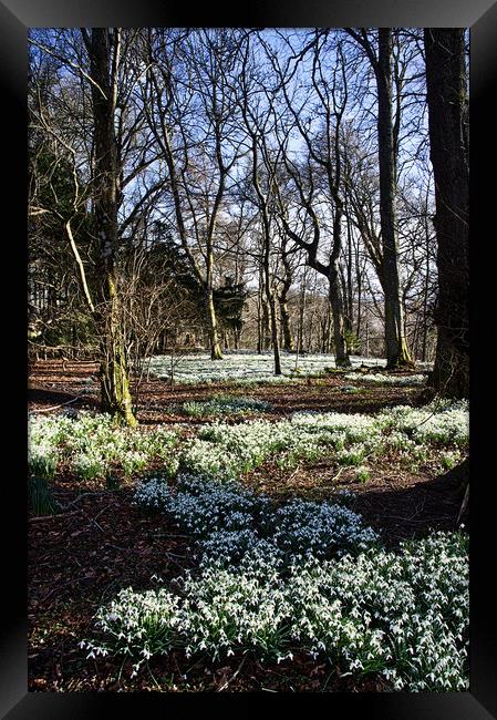 Snowdrop Carpet Under the Trees Framed Print by Jacqi Elmslie
