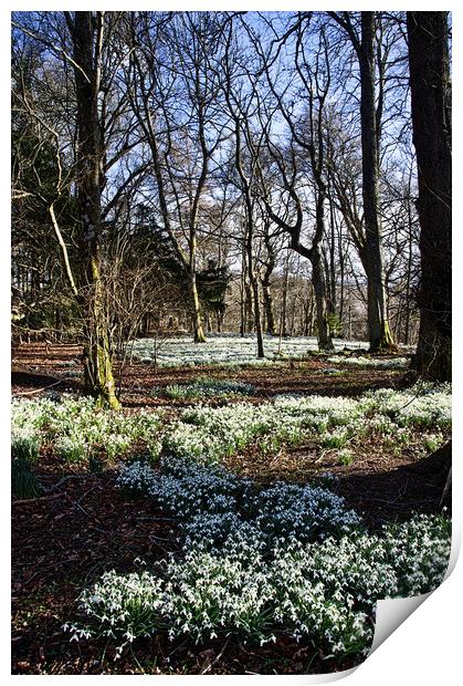 Snowdrop Carpet Under the Trees Print by Jacqi Elmslie