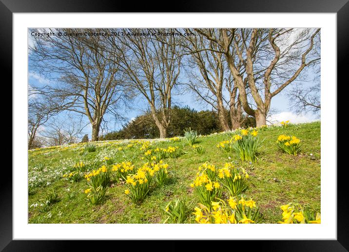 Daffodils in Spring Framed Mounted Print by Graham Custance