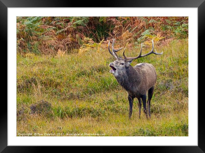 Rutting Red Deer Stag II Framed Mounted Print by Tom Dolezal