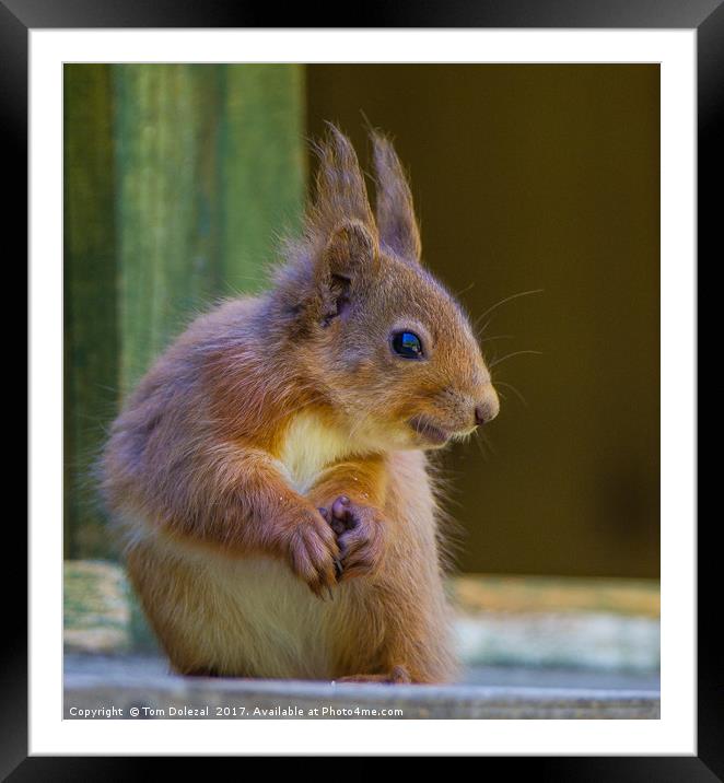 Feeding Red Squirrel Framed Mounted Print by Tom Dolezal