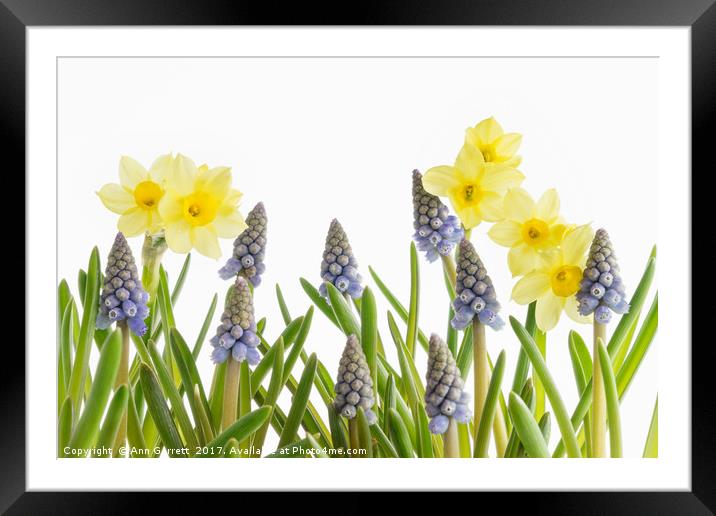 Pretty Spring Flowers All in a Row Framed Mounted Print by Ann Garrett