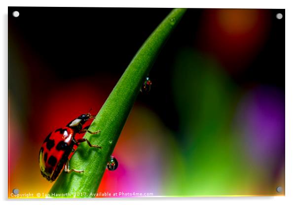 Ladybird and waterdrops Acrylic by Ian Haworth