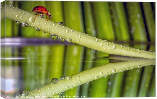 Ladybird, waterdrops and reflections Canvas Print by Ian Haworth