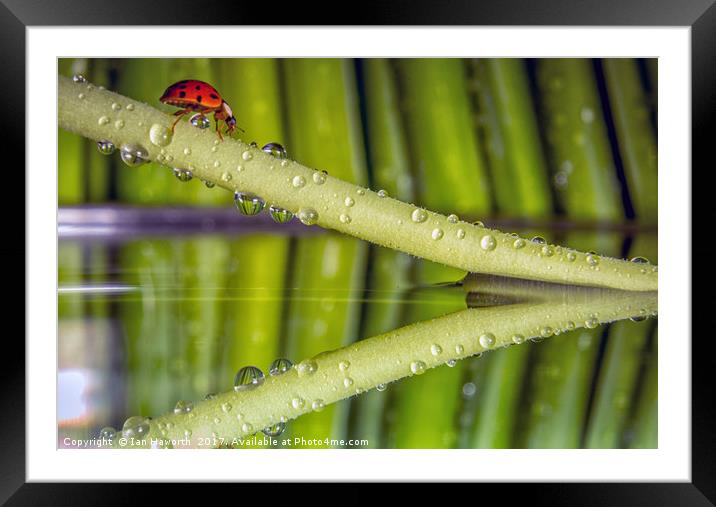 Ladybird, waterdrops and reflections Framed Mounted Print by Ian Haworth