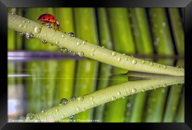 Ladybird, waterdrops and reflections Framed Print by Ian Haworth