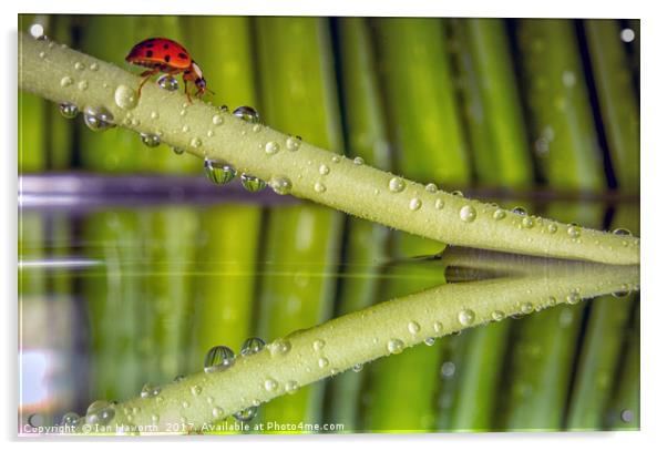 Ladybird, waterdrops and reflections Acrylic by Ian Haworth