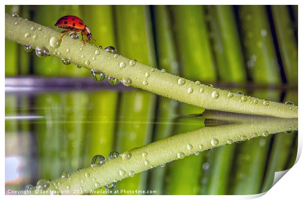 Ladybird, waterdrops and reflections Print by Ian Haworth