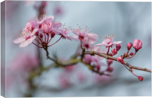 cherry blossom Canvas Print by kevin murch