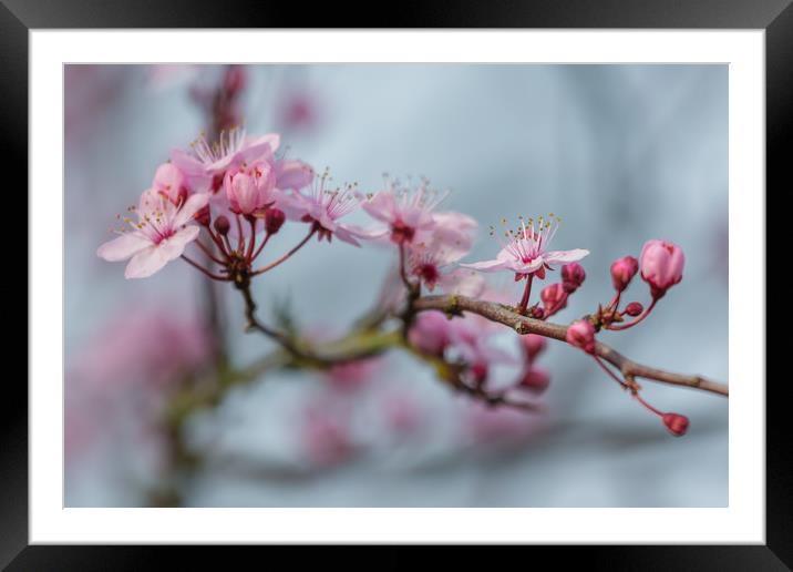 cherry blossom Framed Mounted Print by kevin murch