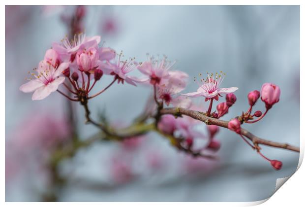 cherry blossom Print by kevin murch