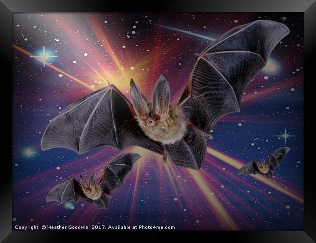 Bat Express. Framed Print by Heather Goodwin