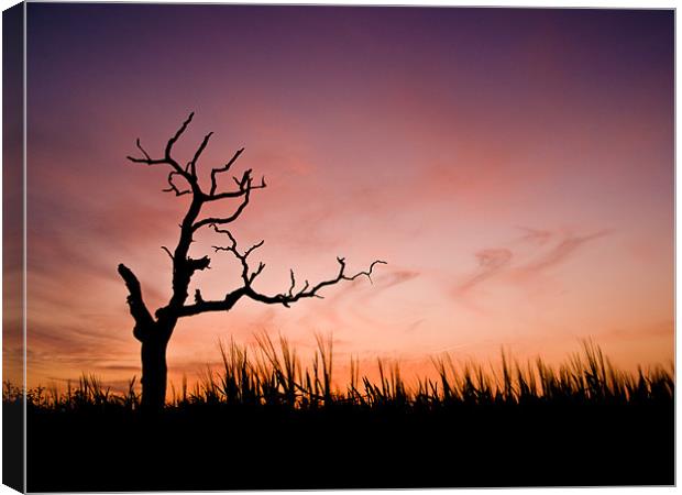 Sunset over a decaying tree Canvas Print by Stephen Mole
