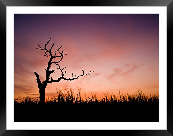 Sunset over a decaying tree Framed Mounted Print by Stephen Mole