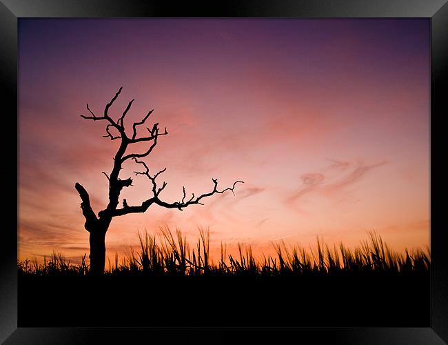 Sunset over a decaying tree Framed Print by Stephen Mole