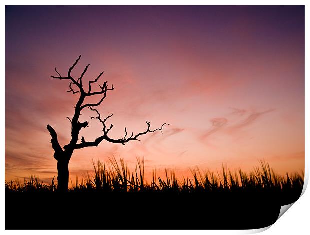 Sunset over a decaying tree Print by Stephen Mole