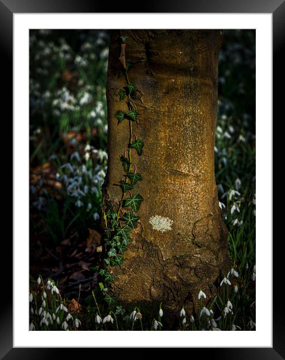 Ivy Rising Framed Mounted Print by Mark Llewellyn