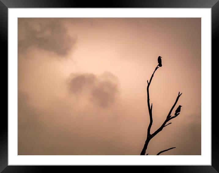 The Birds Framed Mounted Print by Mark Llewellyn