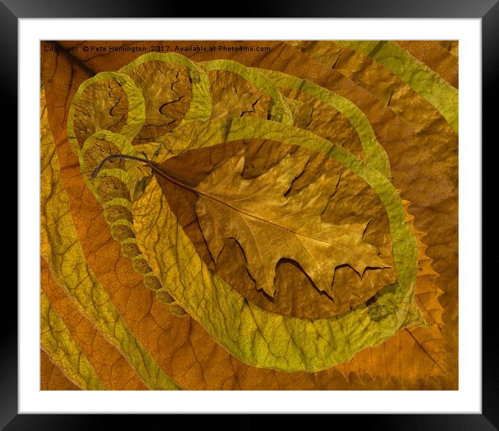 Leaf abstract Framed Mounted Print by Pete Hemington