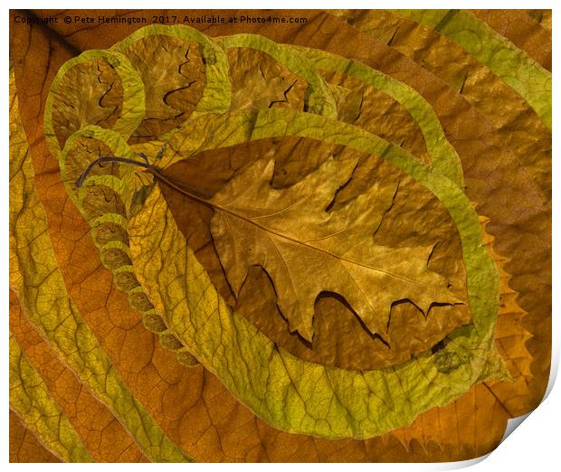 Leaf abstract Print by Pete Hemington