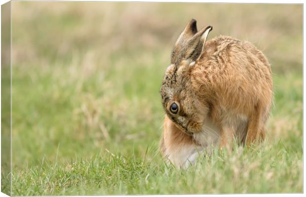 Brown Hare Canvas Print by Ian Hufton