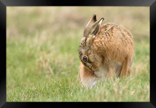 Brown Hare Framed Print by Ian Hufton