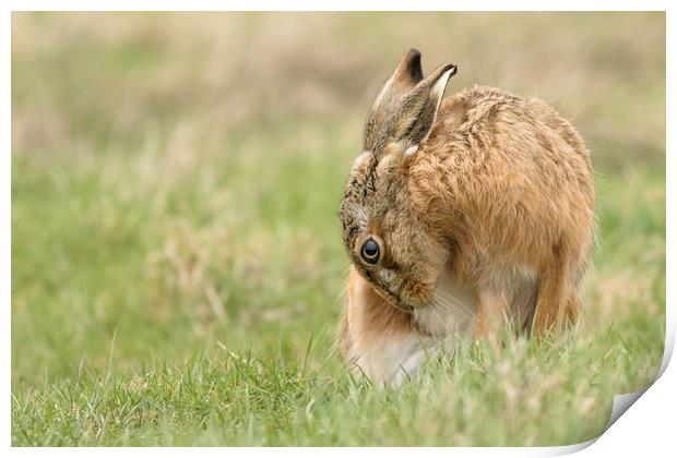 Brown Hare Print by Ian Hufton