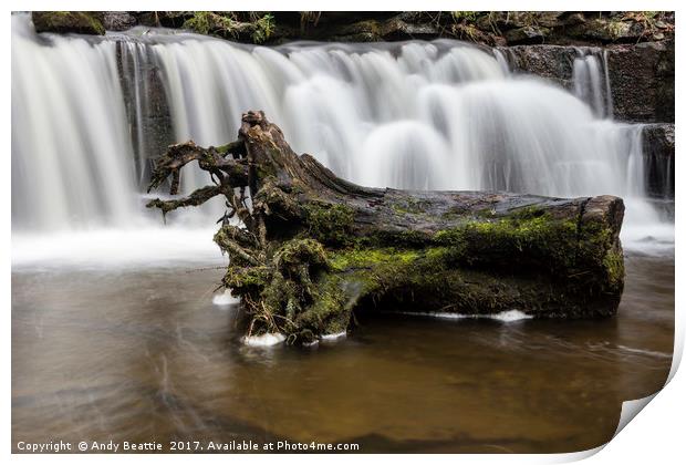 Scaleber Force Tree Stump Print by Andy Beattie