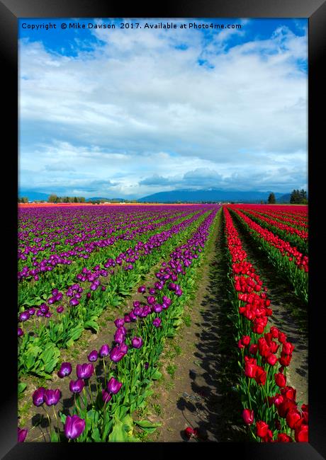 Color within the Lines Framed Print by Mike Dawson