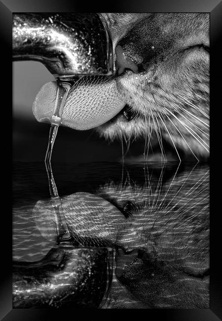 Thirsty work Framed Print by JC studios LRPS ARPS