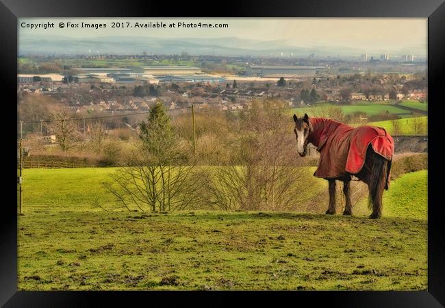 Horse and countryside Framed Print by Derrick Fox Lomax