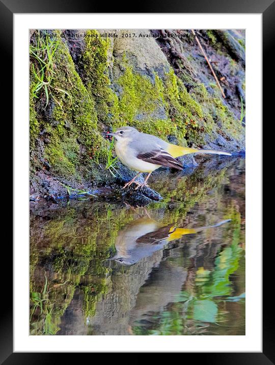 Wagtail Reflection Framed Mounted Print by Martin Kemp Wildlife