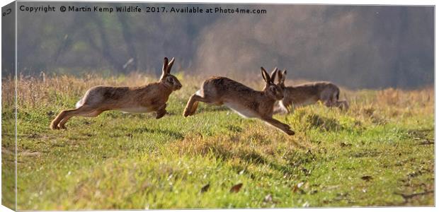 March Hare's Canvas Print by Martin Kemp Wildlife