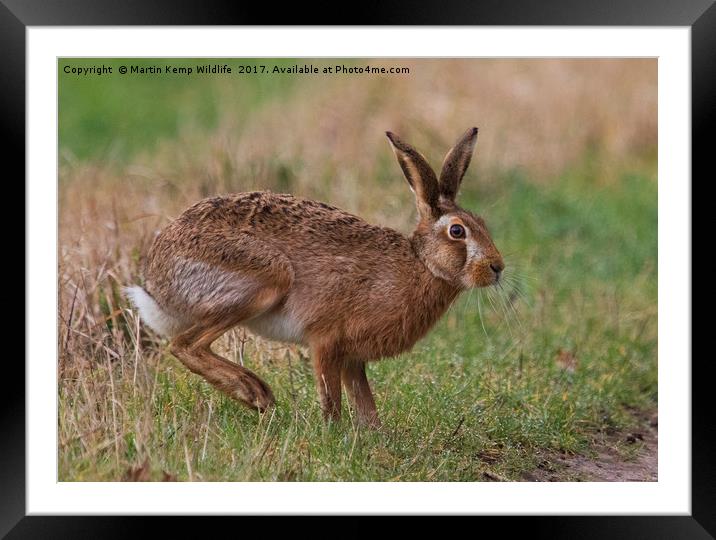 March Hare Framed Mounted Print by Martin Kemp Wildlife