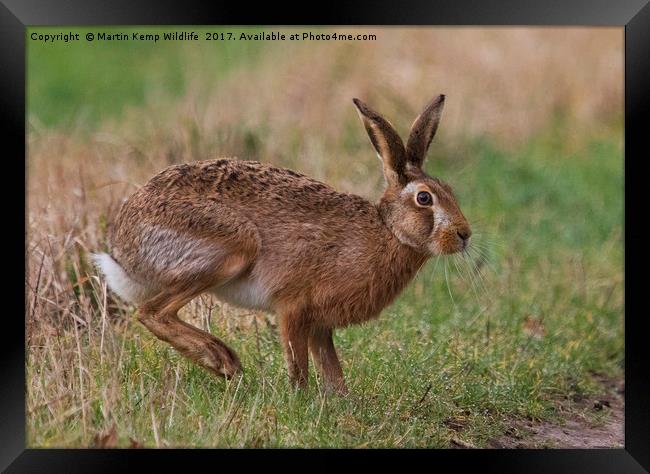 March Hare Framed Print by Martin Kemp Wildlife