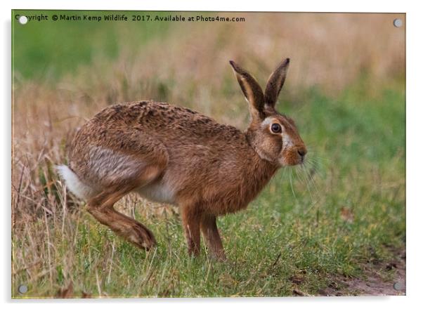March Hare Acrylic by Martin Kemp Wildlife