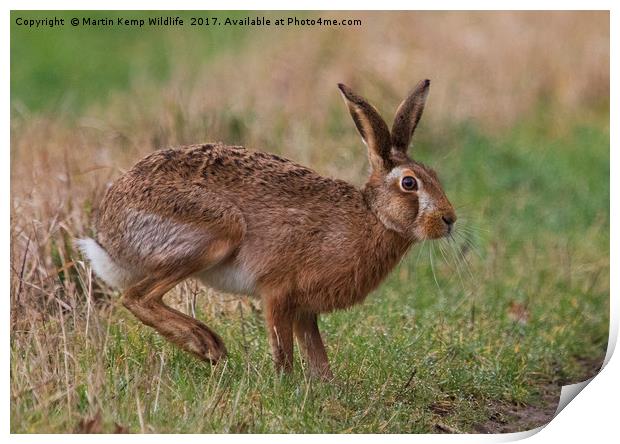 March Hare Print by Martin Kemp Wildlife