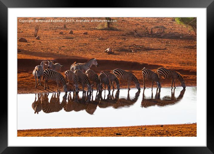 Burchell's Zebra reflections Framed Mounted Print by Howard Kennedy