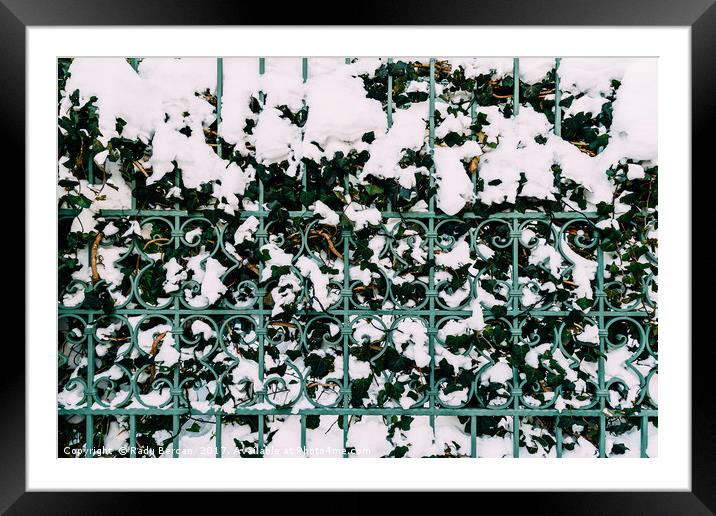 Green Vines Growing Through Steel Fence Covered In Framed Mounted Print by Radu Bercan
