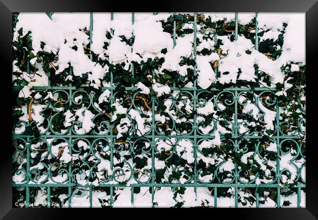 Green Vines Growing Through Steel Fence Covered In Framed Print by Radu Bercan