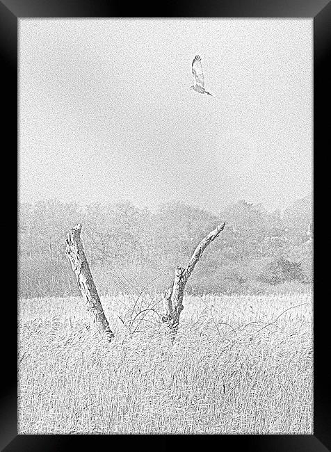 Marsh Harrier Framed Print by steve pitman