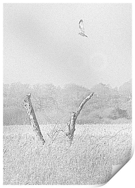 Marsh Harrier Print by steve pitman