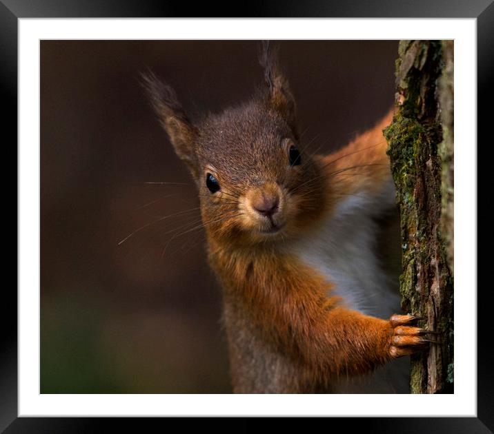 Red Squirrel  - looking at me Framed Mounted Print by harry morgan