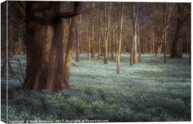 Sea Of Snowdrops Canvas Print by Mark Stephens