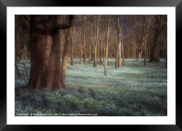 Sea Of Snowdrops Framed Mounted Print by Mark Stephens