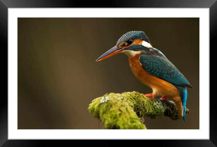 Kingfisher waiting patiently Framed Mounted Print by harry morgan