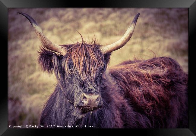 Larry the Longhorned Highland Cow! Framed Print by Becky Dix