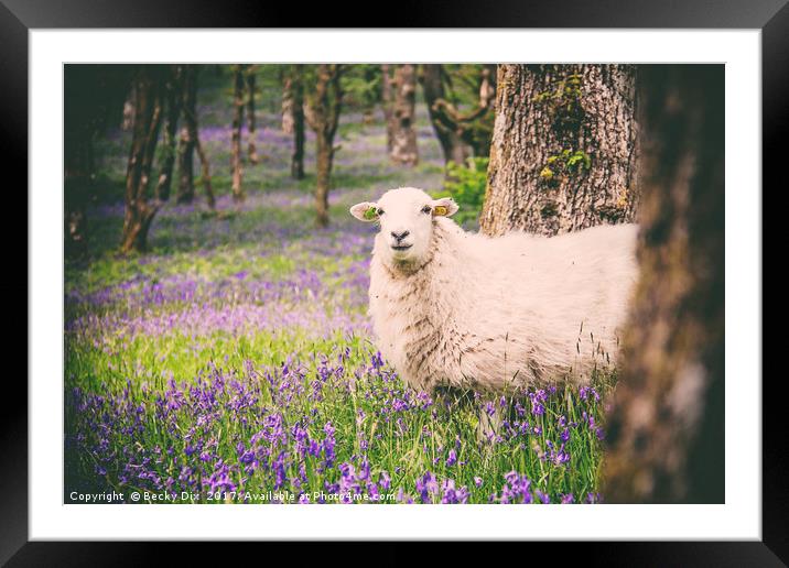 Amongst the Bluebells 2. Framed Mounted Print by Becky Dix