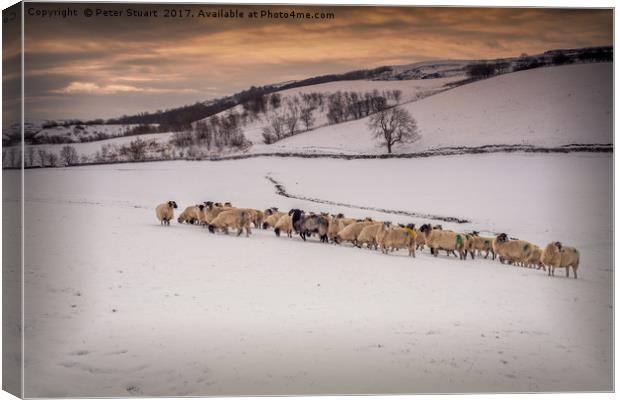 Snow Sheep Canvas Print by Peter Stuart